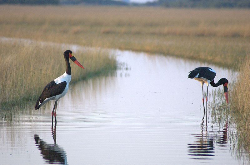 Fil:Saddle-billed-storks-in-Okawango-delta.jpg