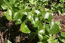 Asarum europaeum05062005.JPG