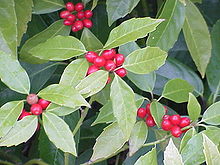 Aukuba (Aucuba japonica)