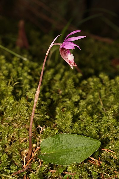 Fil:Calypso bulbosa 5493.JPG