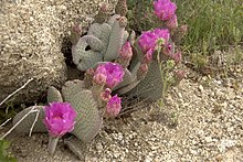 Opuntia basilaris Mojave.jpg