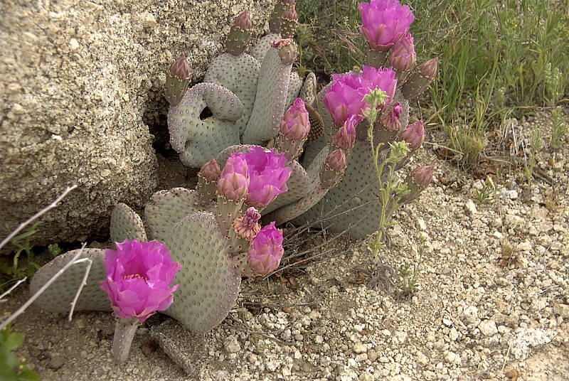 Fil:Opuntia basilaris Mojave.jpg