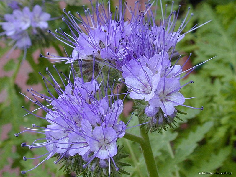 Fil:Phacelia tanacetifolia fax02.jpg