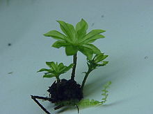Rosmossa (Rhodobryum roseum)