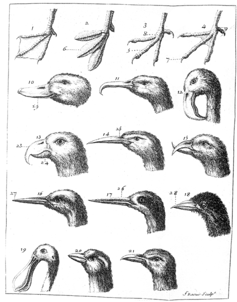 Fil:Barrère Pierre 1690-1755 Ornithologiae.png