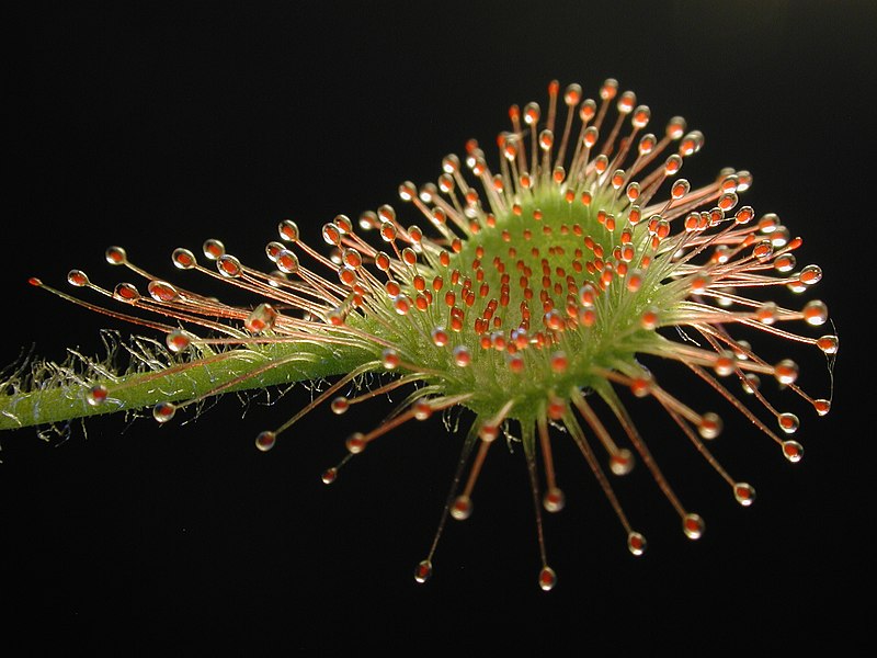 Fil:Drosera rotundifolia leaf1.jpg