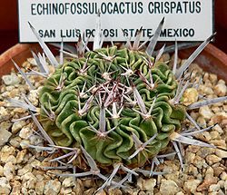 Echinofossulocactus crispatus 1.jpg