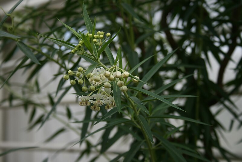 Fil:Gomphocarpus-fruticosus-foliage.jpg