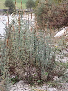 Kådris (Myricaria germanica)