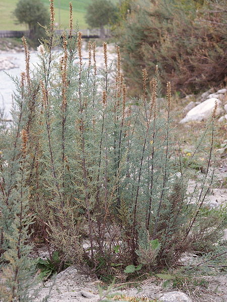 Fil:Myricaria germanica 300906a.jpg