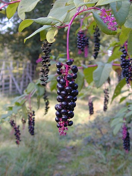 Fil:Phytolacca-americana-berries.JPG