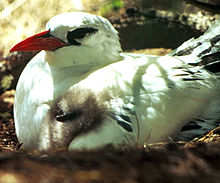 Rödstjärtad tropikfågel (Phaethon rubricauda)