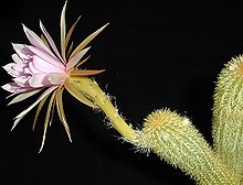 Arthrocereus rondonianus Foto: Mats Winberg