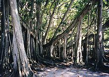 Indisk banyan (Ficus benghalensis)