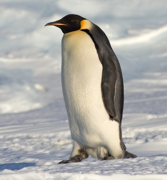 Fil:Emperor Penguin Manchot empereur.jpg