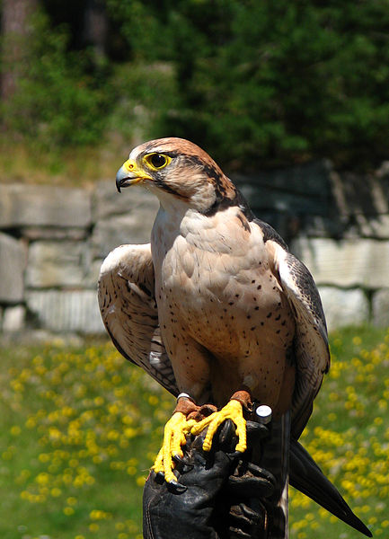 Fil:Falco biarmicus domesticated.jpg