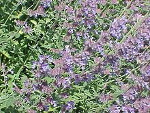 Nepeta faassenii3.jpg