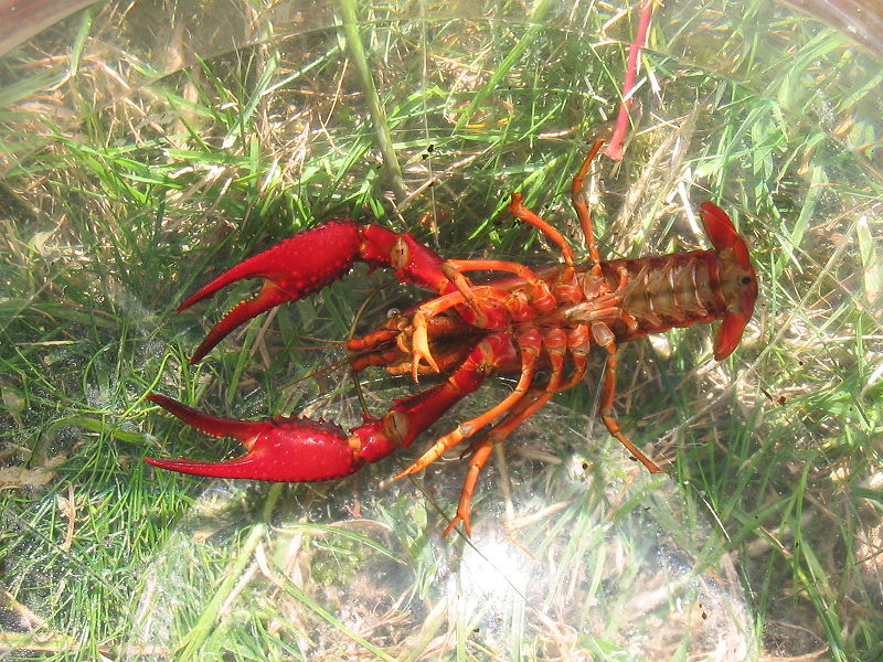 Fil:Procambarus clarkii Bottom.jpg