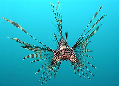 Pterois volitans Manado-e.jpg