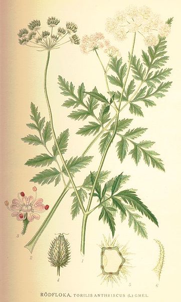 Fil:Torilis japonica.jpg