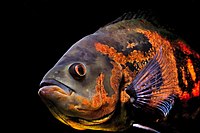 Oscar eller påfågelciklid (Astronotus ocellatus) är en sydamerikansk sötvattensciklid som är populär som akvariefisk.