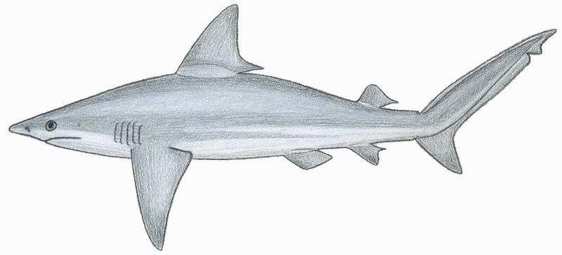 Fil:Carcharhinus plumb.JPG