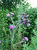 Cirsium palustre