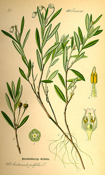 Fil:Illustration Andromeda polifolia0.jpg