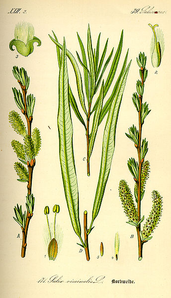 Fil:Illustration Salix viminalis0.jpg