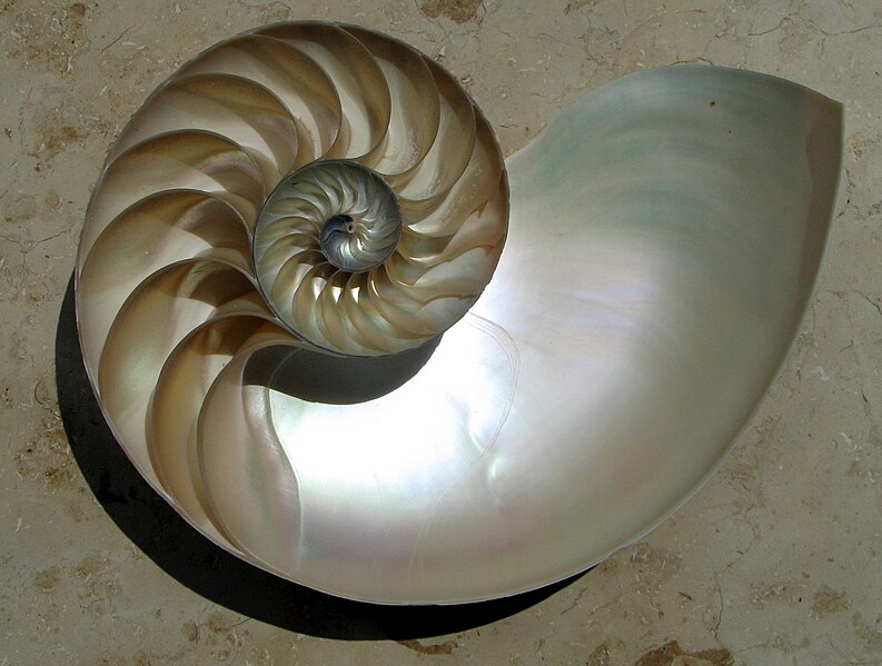 Fil:NautilusCutawayLogarithmicSpiral.jpg