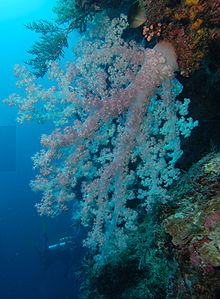 En art av korall i släktet Dendronephtya
