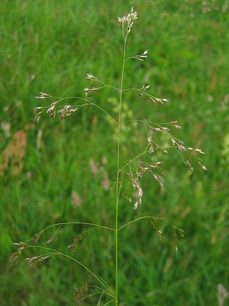 Fil:Deschampsia cespitosa.jpeg