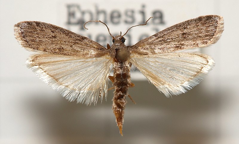 Fil:Ephestia.kuehniella.jpg