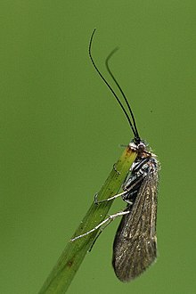 En nattslända av arten Hydropsyche pellucidula