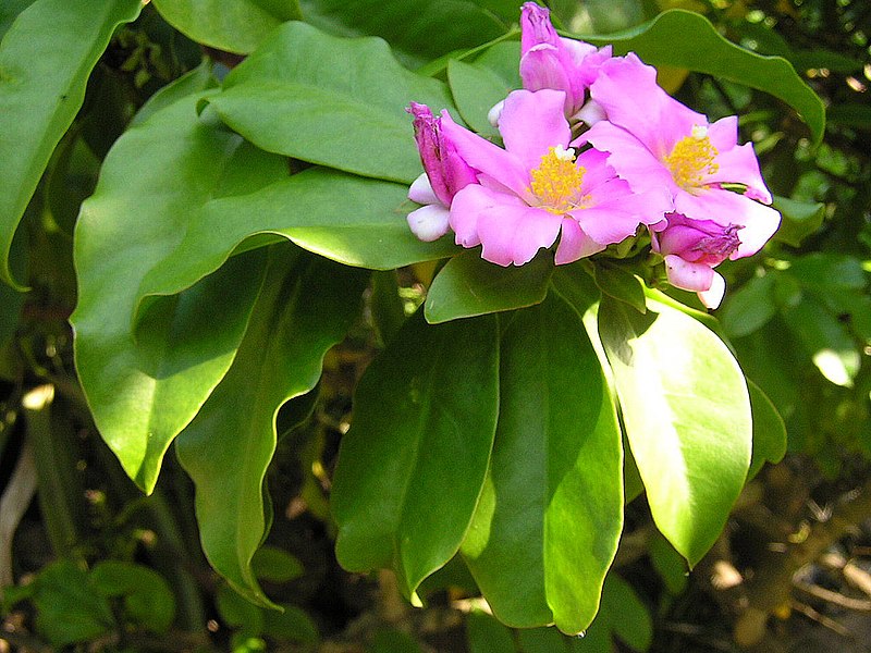Fil:Pereskia grandifolia4.jpg