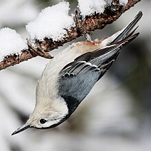 Vitbröstad nötväcka (Sitta carolinensis)