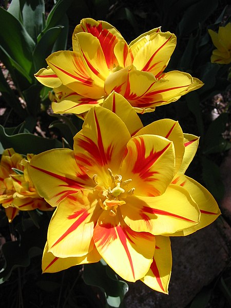 Fil:Tulip Monsella 2006.jpg