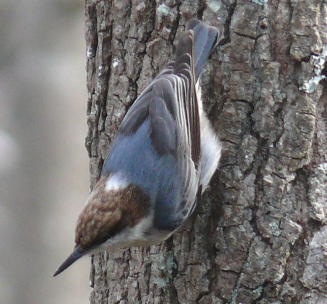 Fil:Brown-headed Nuthatch-27527-4c.jpg