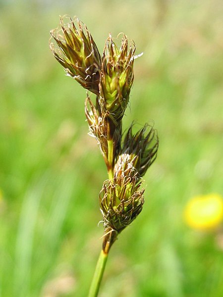Fil:Carex ovalis habitus.jpeg