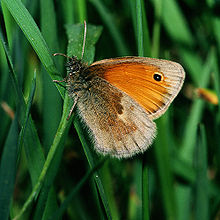 Kamgräsfjäril (Coenonympha pamphilus)