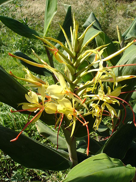 Fil:Hedychium gardnerianum 0.jpg