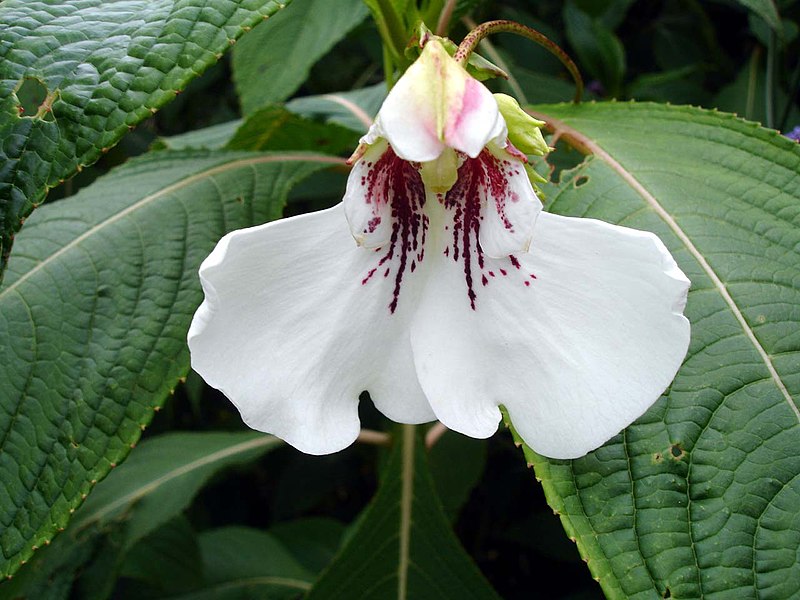 Fil:Impatiens tinctoria1b.UME.jpg