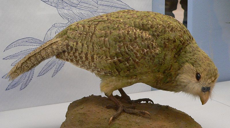 Fil:Kakapo5.jpg