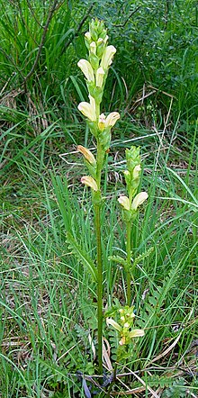 Kung karls spira (Pedicularis sceptrum-carolinum)