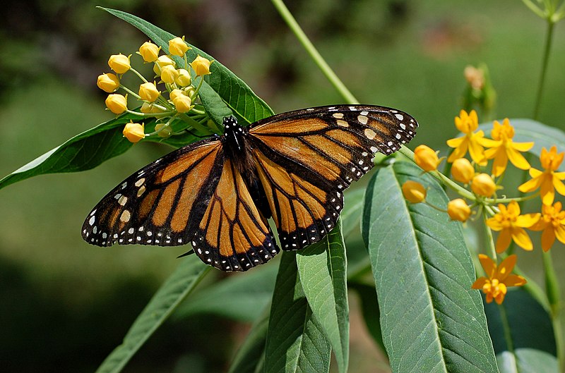 Fil:Monarch Butterfly Danaus plexippus on Milkweed Hybrid 2800px.jpg