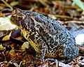 Bufo americanus Toad.JPG