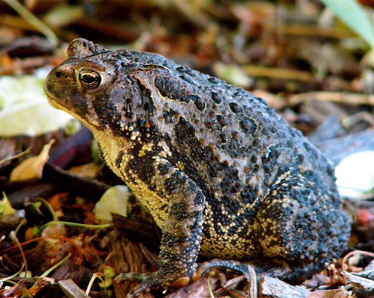 Fil:Bufo americanus Toad.JPG