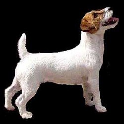 Jack Russell-terrier