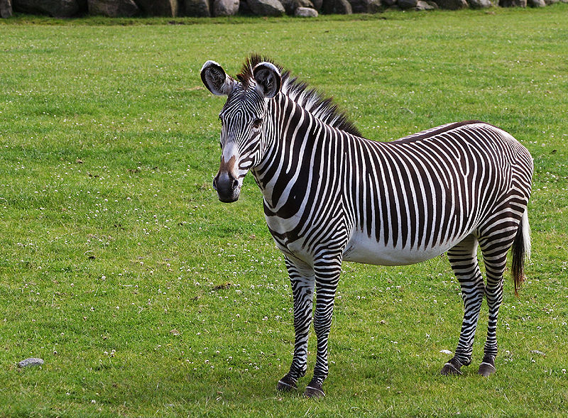 Fil:Grevys zebra.jpg