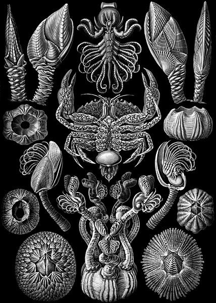 Fil:Haeckel Cirripedia.jpg